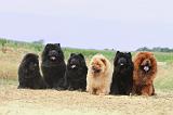 CHOW CHOW 093